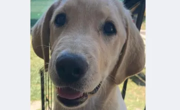 Neznámy páchateľ otvoril v Podbrezovej bránu do domu a vpustil tam veľkého psa, zranená fenka z dvora bojuje o život