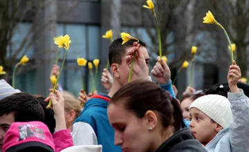 FOTO: Deň narcisov je už 30 rokov symbolom podpory a nádeje. V uliciach Bystrice budú dobrovoľníci, ako ich spoznáte? 