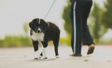 Dagmar zo Sliača opísala útok na svojho 17-ročného psíka, voľne pustený pes ho zranil, jeho majiteľka sa ani nepohla