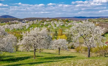 VIDEO: Kde v Banskobystrickom kraji nájdete rozkvitnuté čerešne ako z rozprávky? Tento pohľad vás naozaj očarí