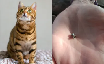 V okrese Lučenec niekto opäť strieľa po mačkách, podobné prípady v Bystrickom kraji pribúdajú