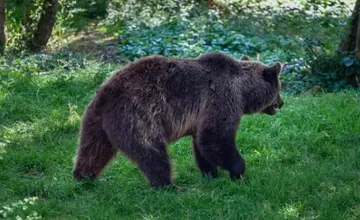 Ďalšia obec na juhu Bystrického kraja upozorňuje na výskyt medveďa, ľudí vyzývajú na opatrnosť