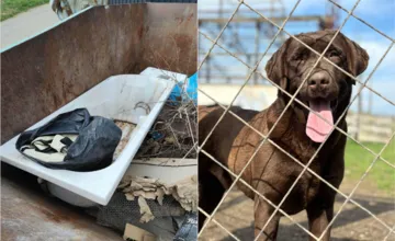 Ľudia si pomýlili útulok v Žiari so zberným dvorom. Tak toto je už vrchol, zareagovali ostro jeho pracovníci