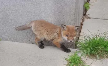Fotografia líščaťa na sídlisku v Bystrici rozdelila obyvateľov. Niektorých mláďatko dojalo, iní majú strach