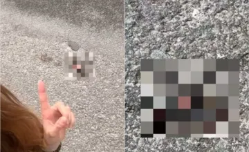 VIDEO: Vodiči v Sekierskej doline usmrcujú chránené živočíchy. Nejazdite ako blázni, apeluje poslankyňa zo Zvolena