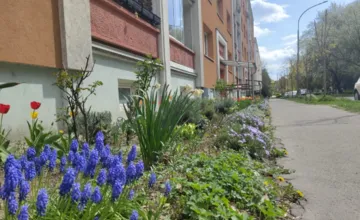 VIDEO: Bystrica hľadá najkrajšiu predzáhradku, štartuje prvý ročník súťaže. Ako sa môžete zapojiť?