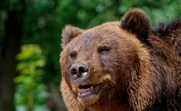 Obec pri Banskej Bystrici upozorňuje ľudí na výskyt medveďa, napadol aj vlečky s včelami