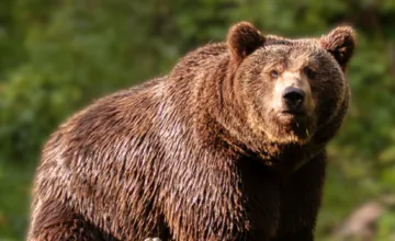 Na Urpíne sa pohybuje niekoľko medveďov. Mesto varuje pred rujou, pri pohybe v lese dbajte na bezpečnosť