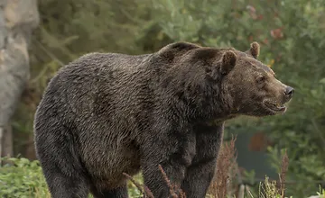 Na diaľnici neďaleko Žiaru nad Hronom sa večer pohyboval medveď, vodiči ostali zaskočení