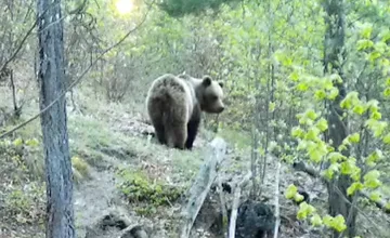 V lese pri Banskej Bystrici sa pohybuje minimálne šesť medveďov, tejto lokalite sa radšej vyhnite