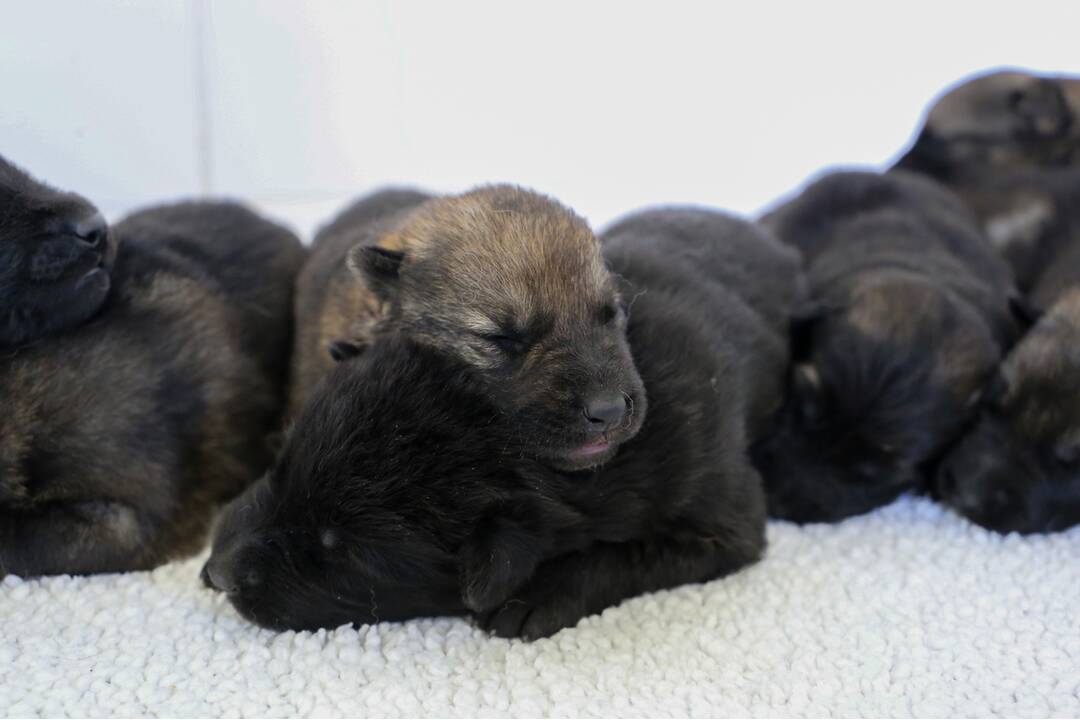 FOTO: Policajným psom sa narodili malinké šteniatka, foto 30