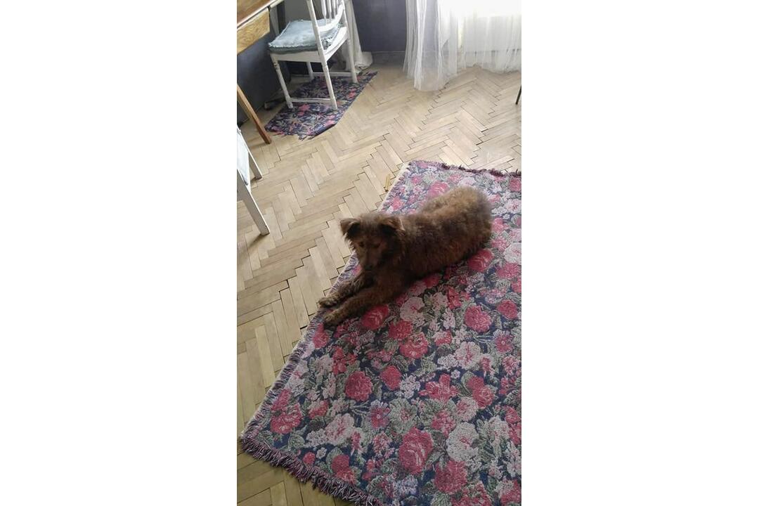 FOTO: V českom filme sa objavil psík zo zvolenského útulku, foto 3