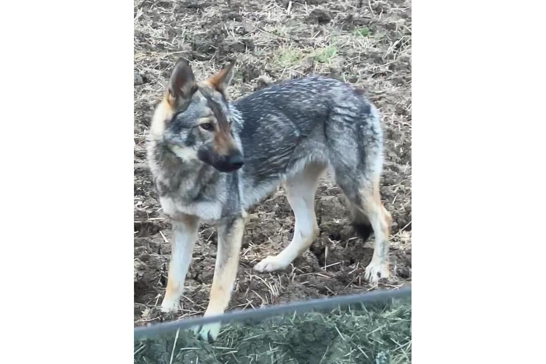 FOTO: Pátranie po plachej fene na hraniciach Banskobystrického kraja, foto 1