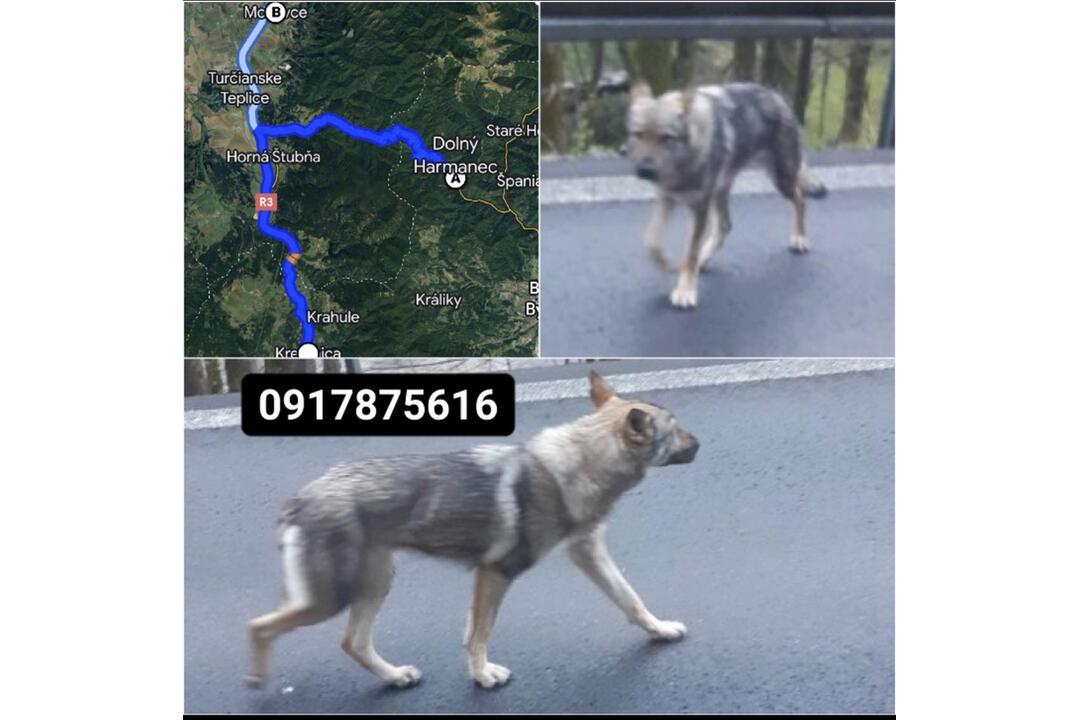 FOTO: Pátranie po plachej fene na hraniciach Banskobystrického kraja, foto 3