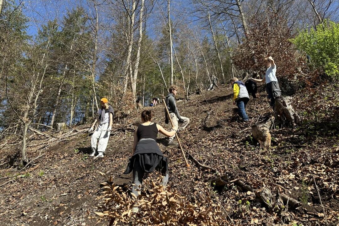 FOTO: Do lesov v Banskej Bystrici pribudne hojný počet nových stromčekov, foto 6