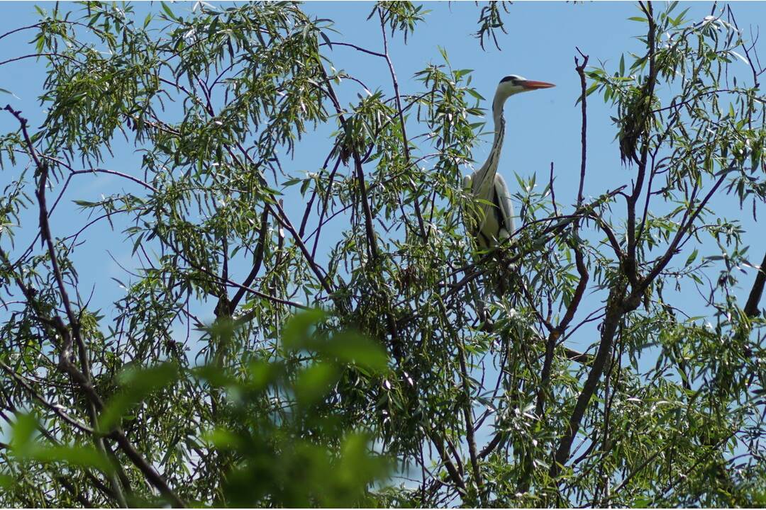 FOTO: Volavky pod Zvolenským zámkom, foto 3