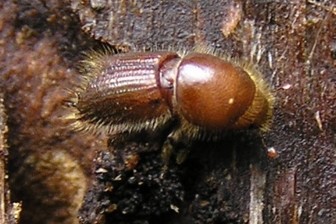 FOTO: Lykožrútová kalamita, foto 5