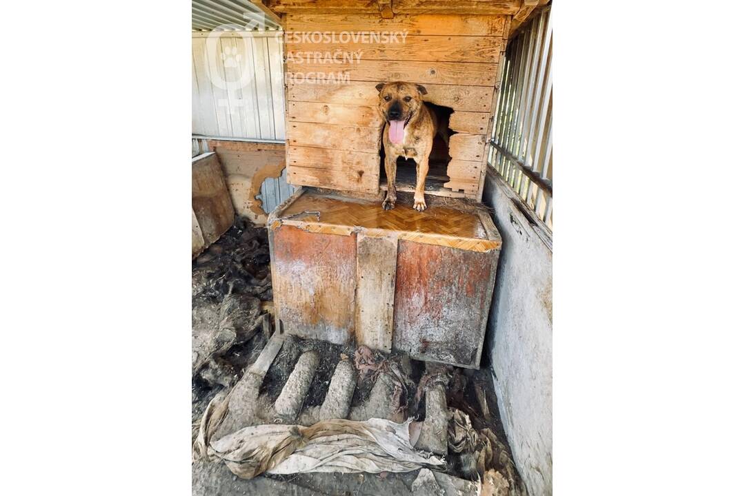 FOTO: Neprijateľný stav útulku v Hontianskych Moravciach, foto 3