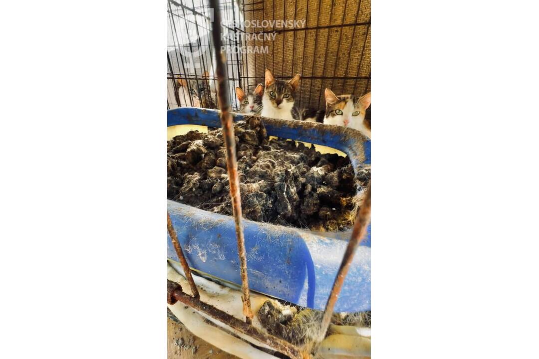 FOTO: Neprijateľný stav útulku v Hontianskych Moravciach, foto 5