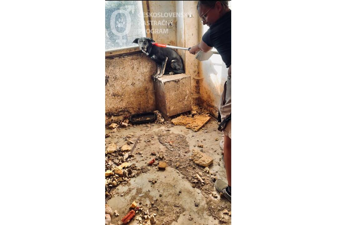 FOTO: Neprijateľný stav útulku v Hontianskych Moravciach, foto 6