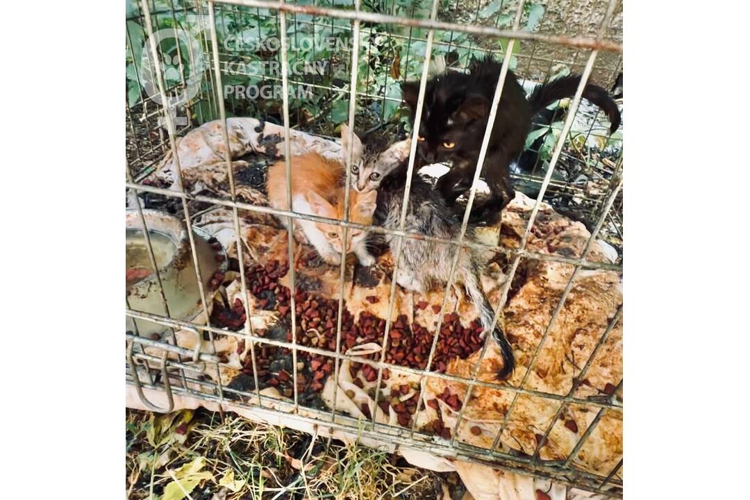 FOTO: Neprijateľný stav útulku v Hontianskych Moravciach, foto 10