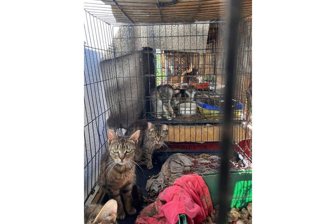 FOTO: Neprijateľný stav útulku v Hontianskych Moravciach, foto 13