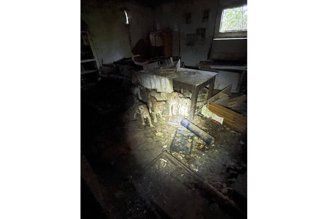 FOTO: Neprijateľný stav útulku v Hontianskych Moravciach, foto 14