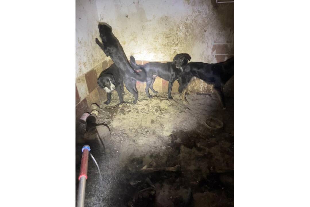 FOTO: Neprijateľný stav útulku v Hontianskych Moravciach, foto 17