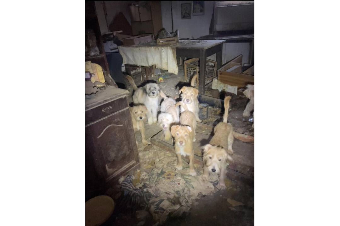 FOTO: Neprijateľný stav útulku v Hontianskych Moravciach, foto 19