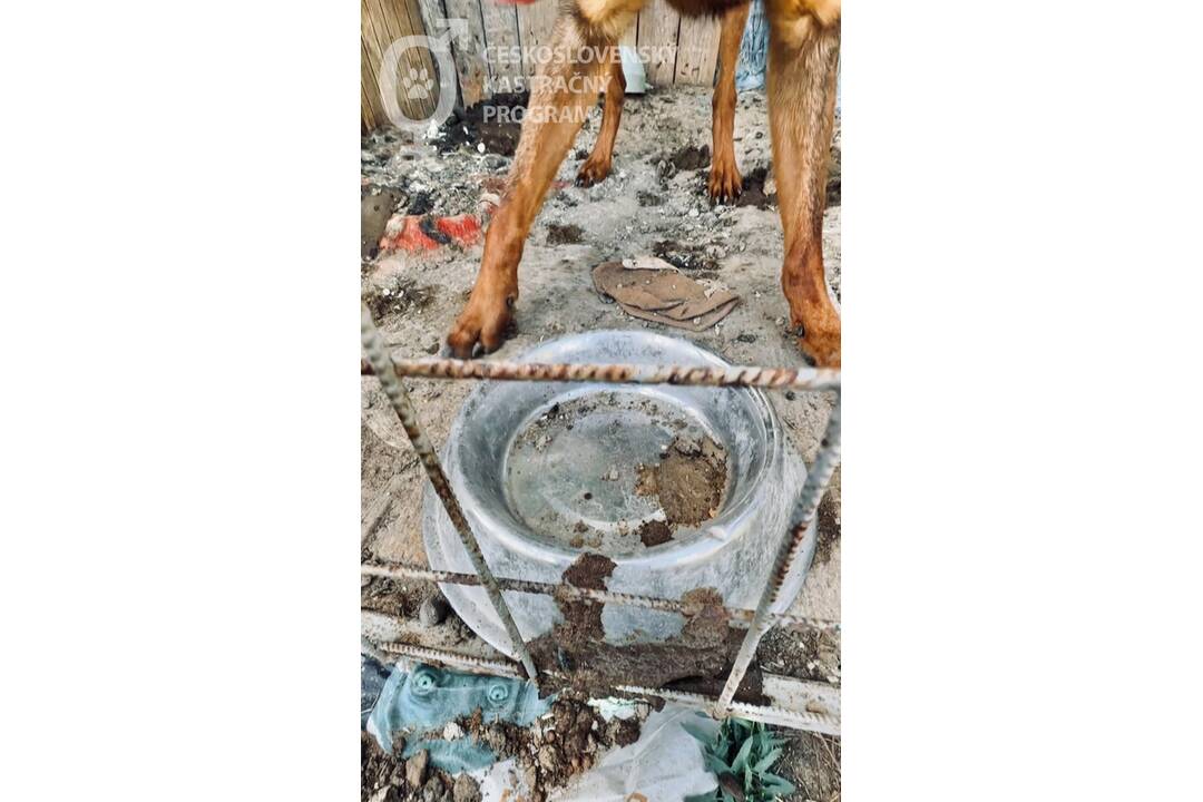 FOTO: Neprijateľný stav útulku v Hontianskych Moravciach, foto 28