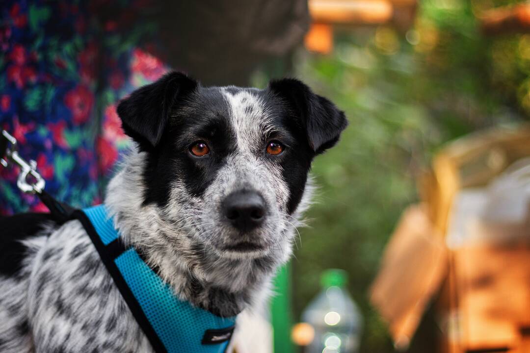 FOTO: Minulý ročník preteku Odvážne labky, foto 1