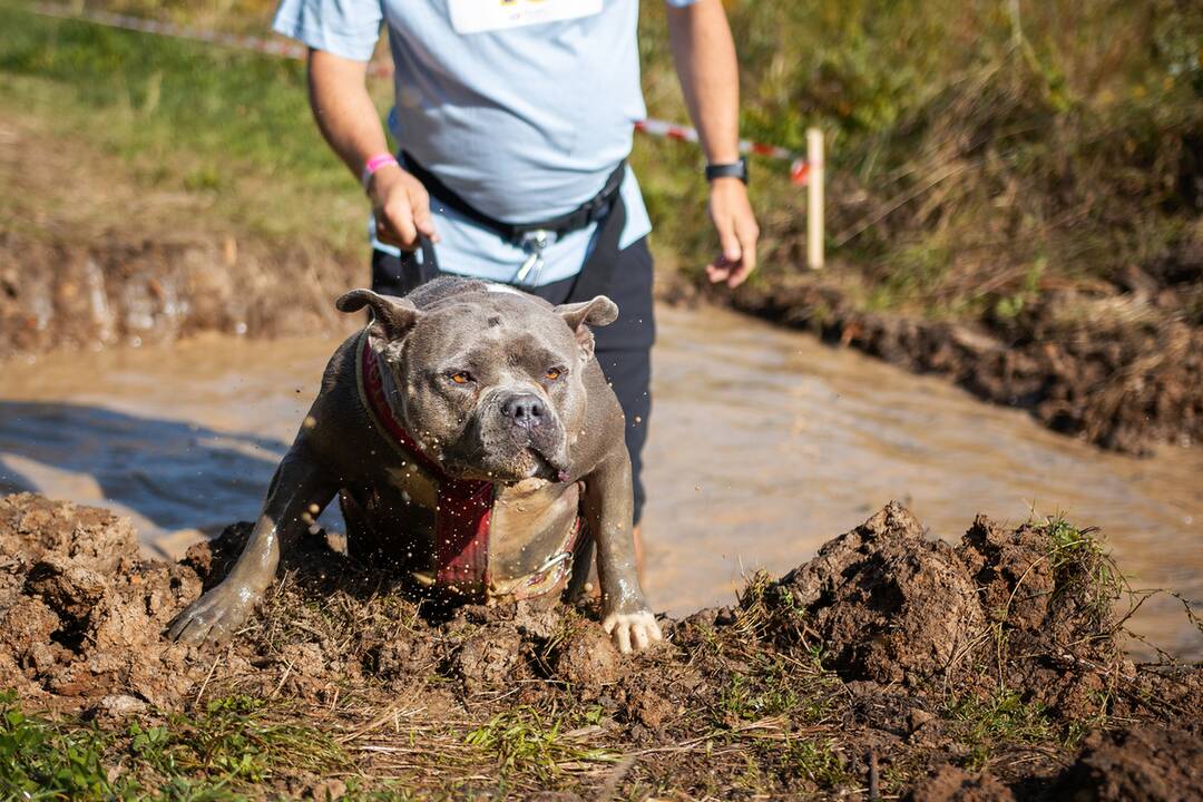 FOTO: Minulý ročník preteku Odvážne labky, foto 12