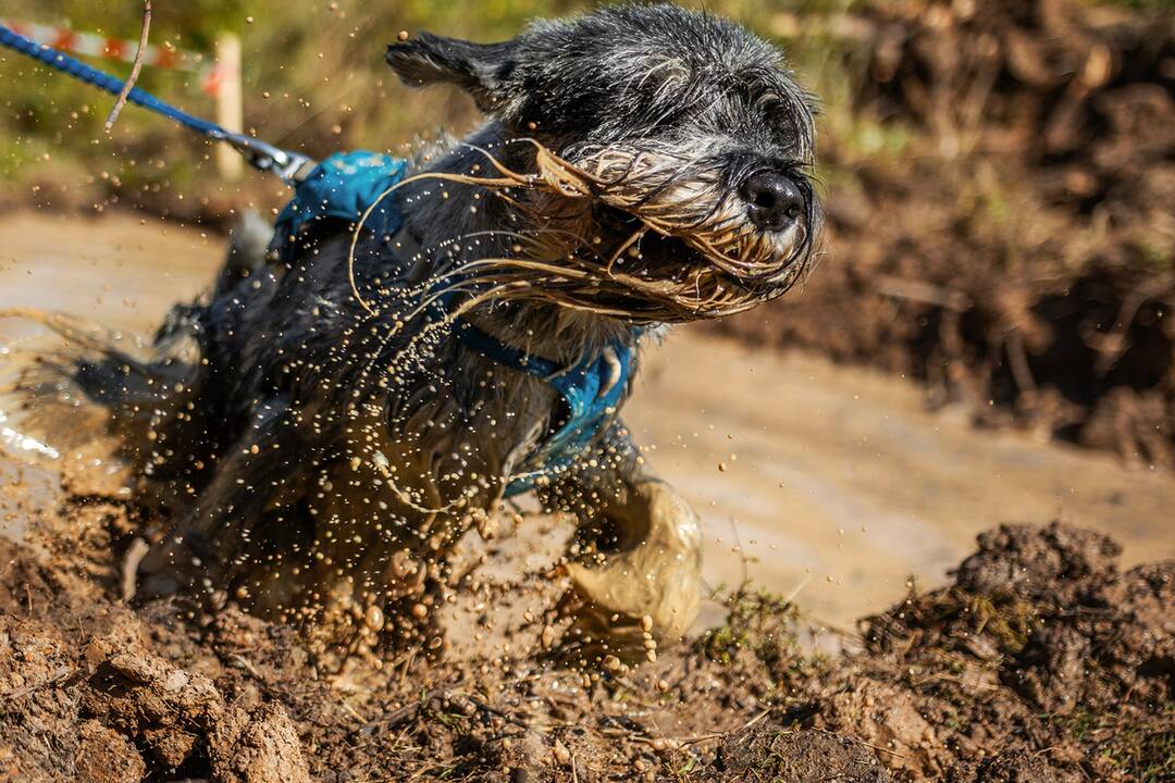 FOTO: Minulý ročník preteku Odvážne labky, foto 17