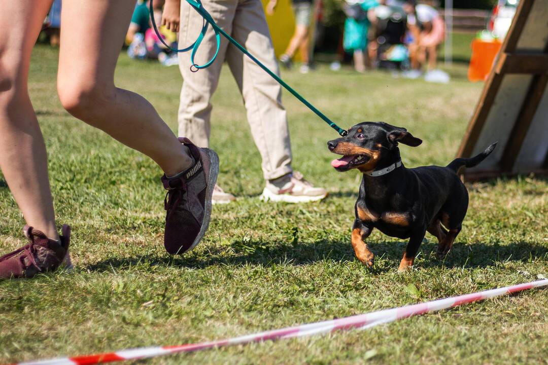 FOTO: Minulý ročník preteku Odvážne labky, foto 19