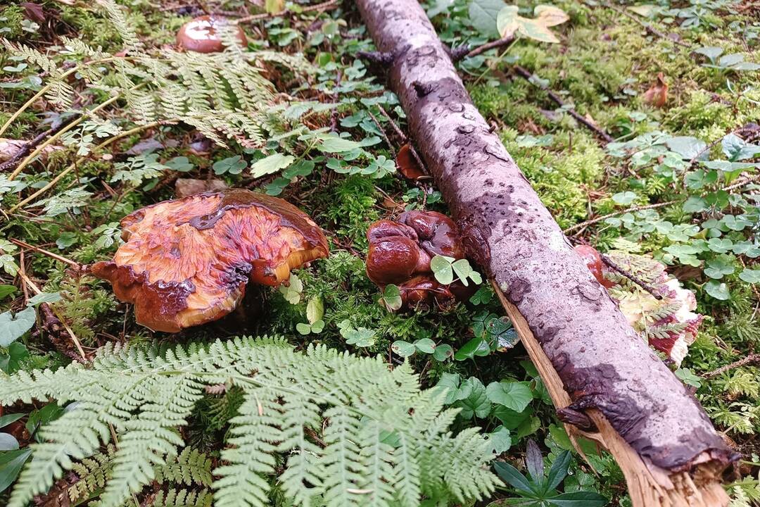 FOTO: Úlovky hubárov z Banskoybstrického kraja, foto 6