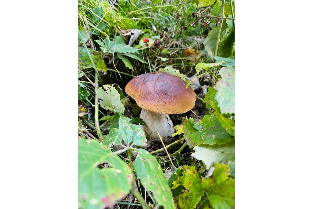 FOTO: Hubári sa v Banskobystrickom kraji tešia z početných zberov, foto 1