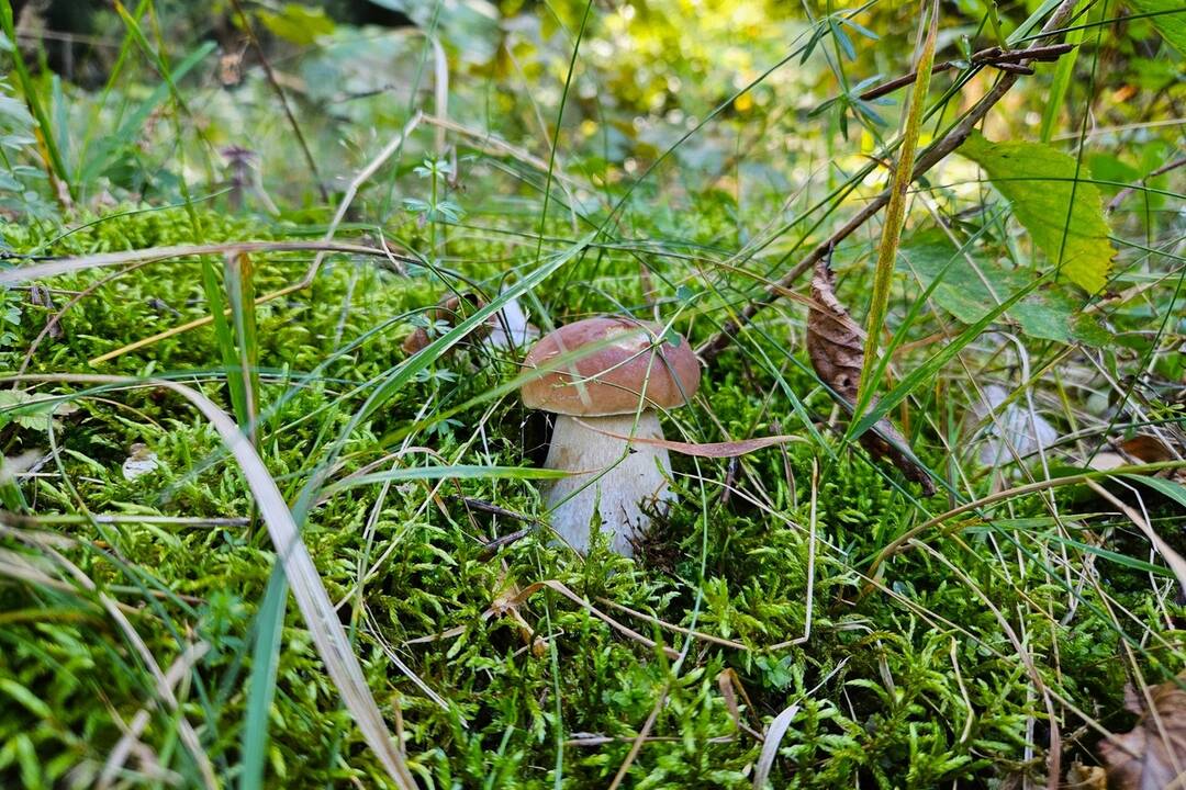 FOTO: Hubári sa v Banskobystrickom kraji tešia z početných zberov, foto 2