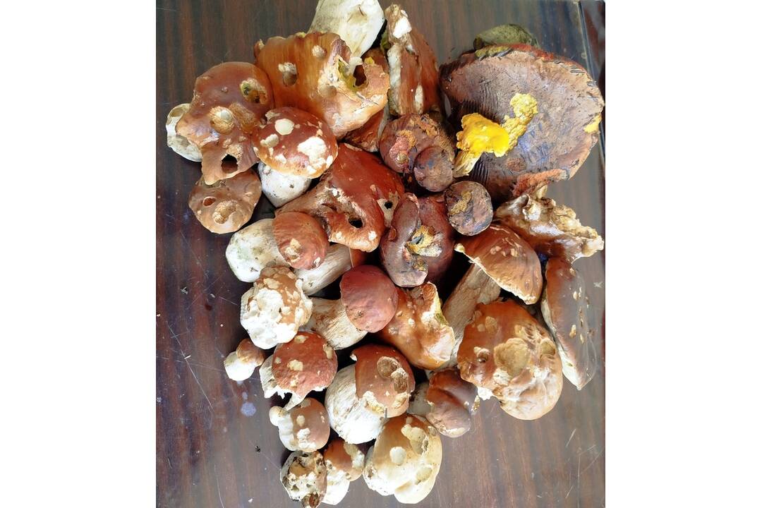 FOTO: Hubári sa v Banskobystrickom kraji tešia z početných zberov, foto 3