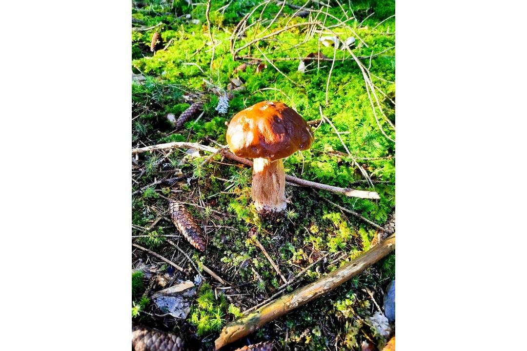 FOTO: Hubári sa v Banskobystrickom kraji tešia z početných zberov, foto 5