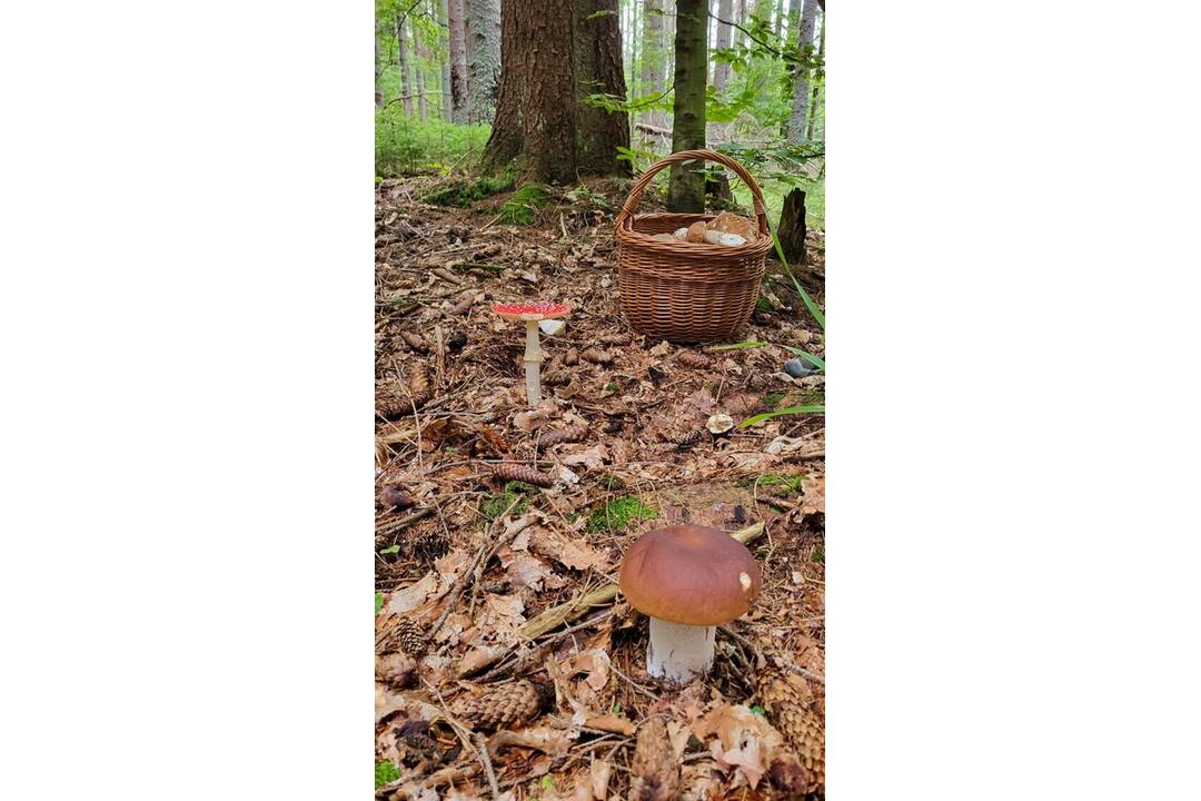 FOTO: Hubári sa v Banskobystrickom kraji tešia z početných zberov, foto 8