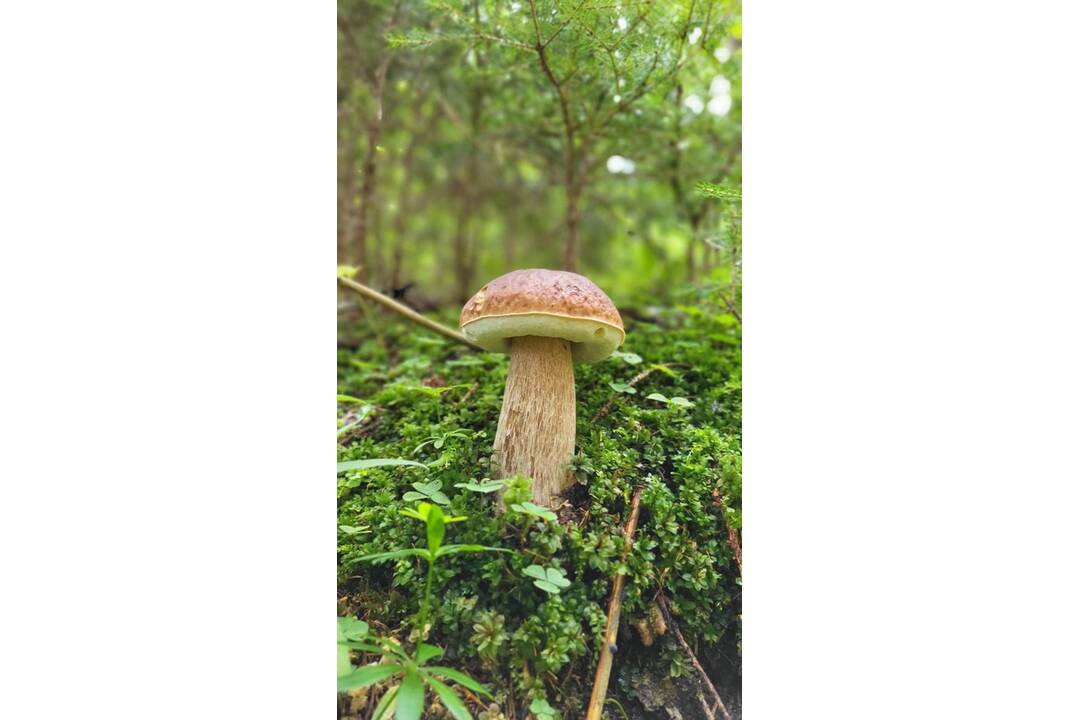 FOTO: Hubári sa v Banskobystrickom kraji tešia z početných zberov, foto 9