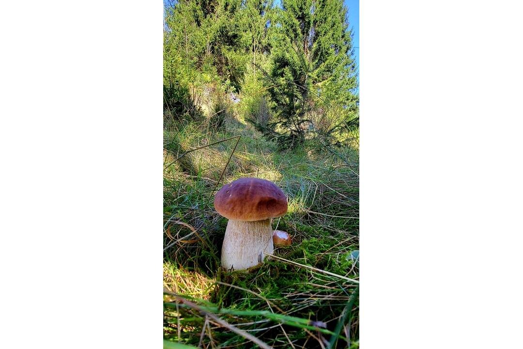 FOTO: Hubári sa v Banskobystrickom kraji tešia z početných zberov, foto 12