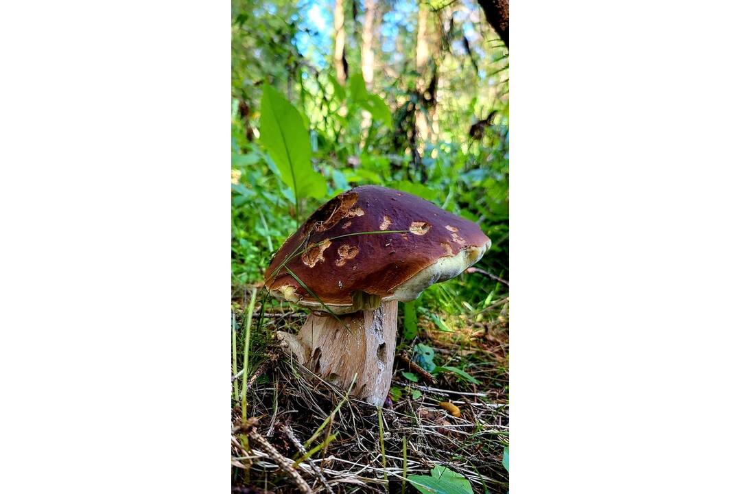 FOTO: Hubári sa v Banskobystrickom kraji tešia z početných zberov, foto 13