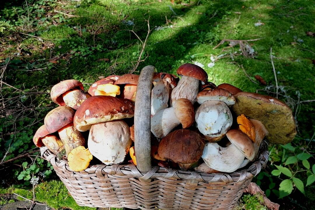 FOTO: Hubári sa v Banskobystrickom kraji tešia z početných zberov, foto 14