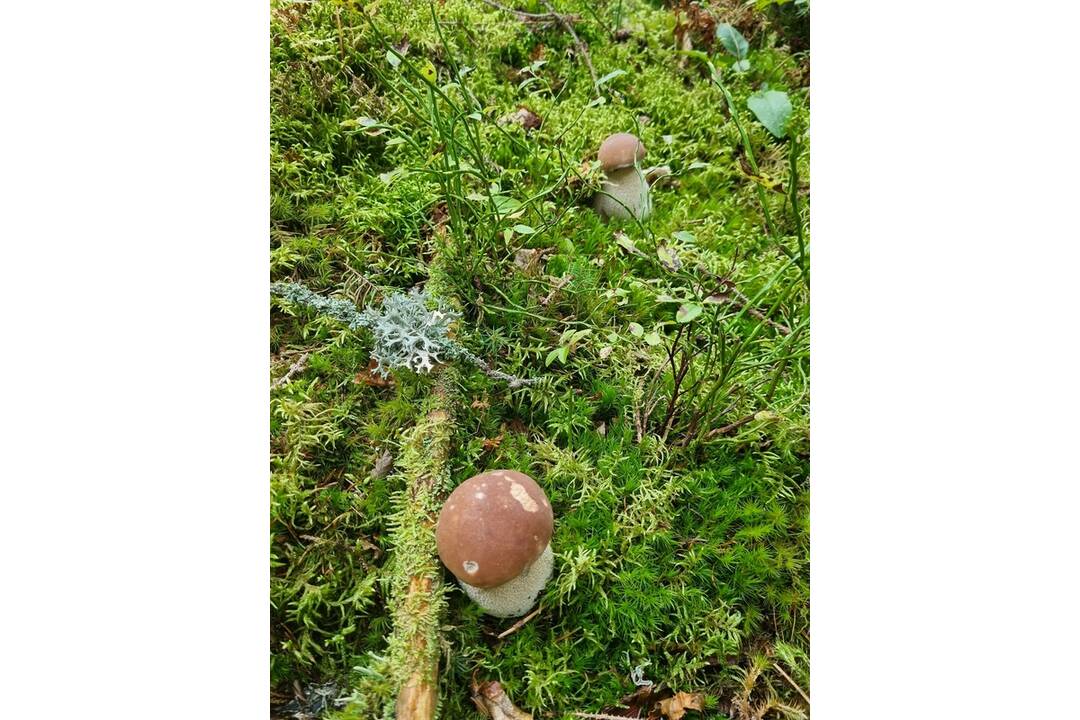 FOTO: Hubári sa v Banskobystrickom kraji tešia z početných zberov, foto 15