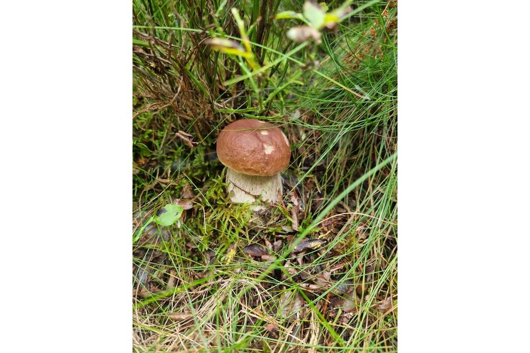 FOTO: Hubári sa v Banskobystrickom kraji tešia z početných zberov, foto 16