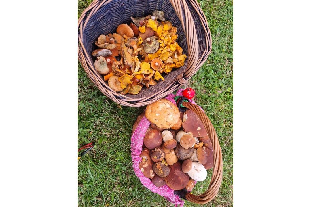 FOTO: Hubári sa v Banskobystrickom kraji tešia z početných zberov, foto 17