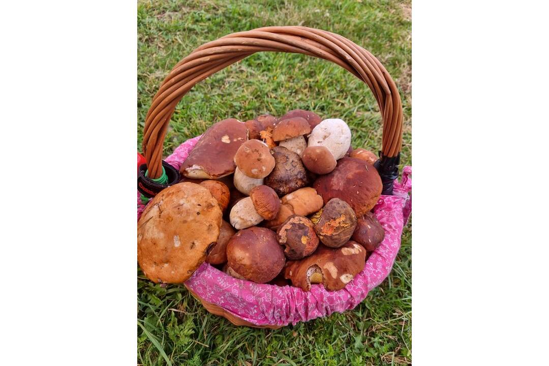 FOTO: Hubári sa v Banskobystrickom kraji tešia z početných zberov, foto 18