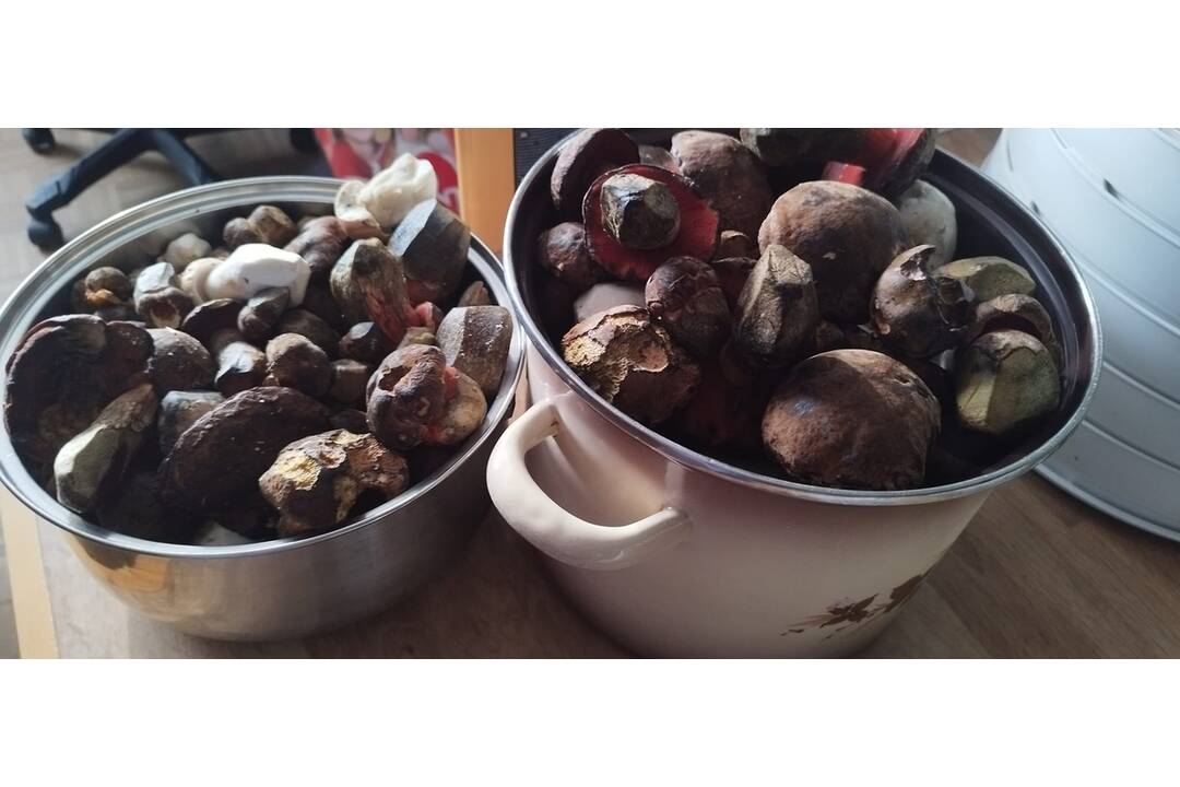 FOTO: Hubárom sa darí v celom kraji, foto 1