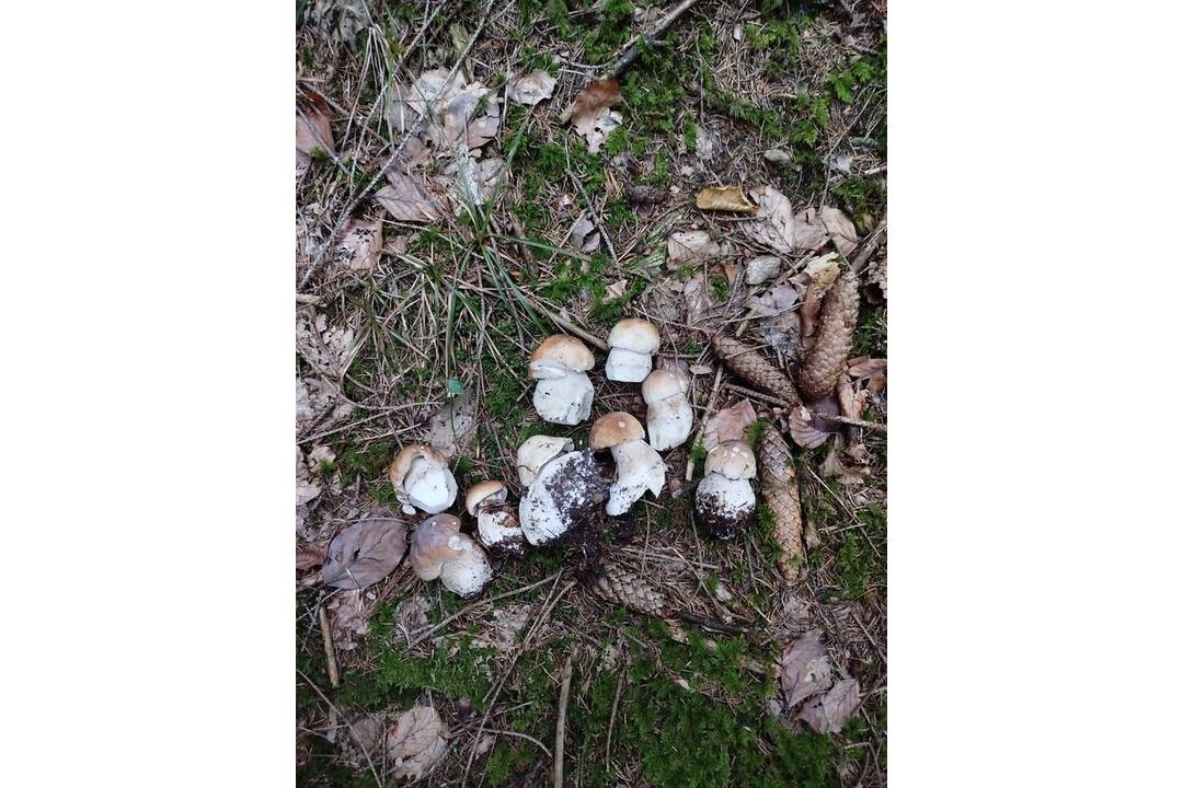 FOTO: Hubárom sa darí v celom kraji, foto 3